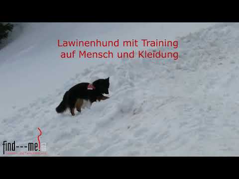 Lawinenhund findet vergrabene Find---me! Lawinenbänder und Tiefschneebänder